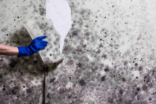 Best Home Mold Removal  in Pinebluff, NC